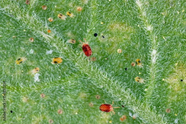 Fototapeta Two spotted spider mite, Tetranychus urticae. Large colony of juveniles, adults and eggs under a tomato leaf.