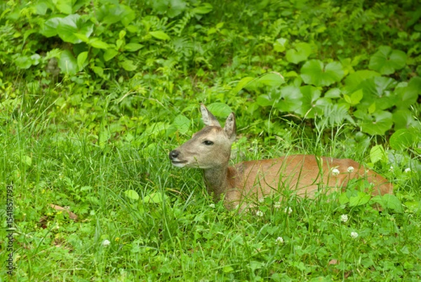 Fototapeta 쉬고 있는 암컷 노루