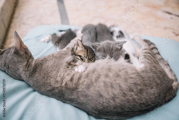Fototapeta Kittens cuddling with mother cat on soft bedding in cozy indoor setting