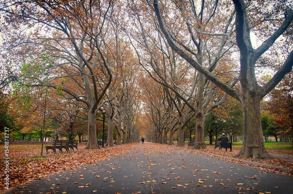 Obraz locust trees in autumn in flushing meadows corona park in queens nyc