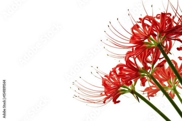 Obraz Vibrant cluster of red spider lily flowers in full bloom isolated on white background
