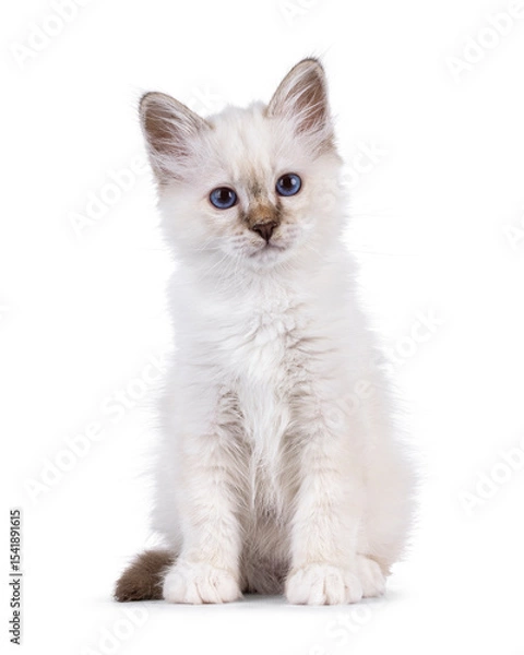 Obraz Cute tabby pointed Sacred Birman cat kitten, sitting up facing front. Looking straight to camera with breed specific blue eyes. Isolated on a white background.