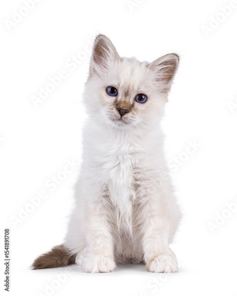 Obraz Cute tabby pointed Sacred Birman cat kitten, sitting up facing front. Looking straight to camera with breed specific blue eyes. Isolated on a white background.