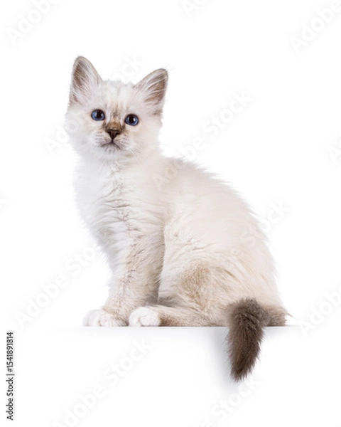 Obraz Cute tabby pointed Sacred Birman cat kitten, sitting up side ways on an edge. Looking straight to camera with breed specific blue eyes. Isolated on a white background.