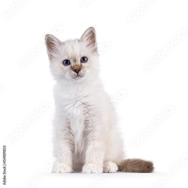 Obraz Cute tabby pointed Sacred Birman cat kitten, sitting up facing front. Looking straight to camera with breed specific blue eyes. Isolated on a white background.