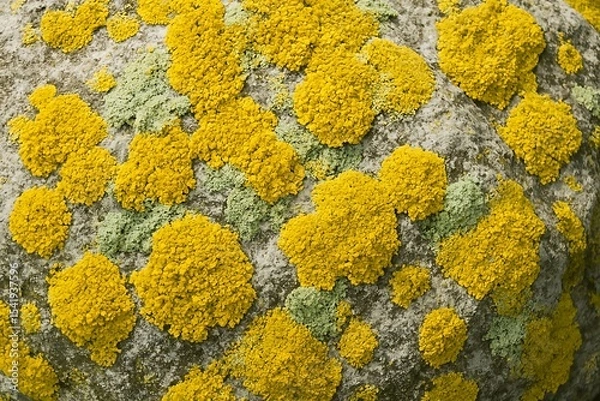Obraz Xanthoria Elegans: A Vivid Tapestry of Lichen on Stone