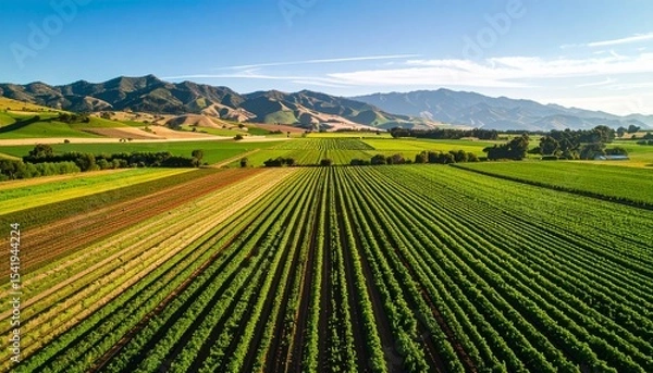 Obraz Well Maintained Vineyard with Lush Green Rows and Clear Sky