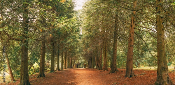 Fototapeta Walkway Lane Path Through Green Thuja Trees In Coniferous Forest. Beautiful Alley, Road In Park. Pathway, Natural Tunnel, Way Through Summer Forest. Panorama