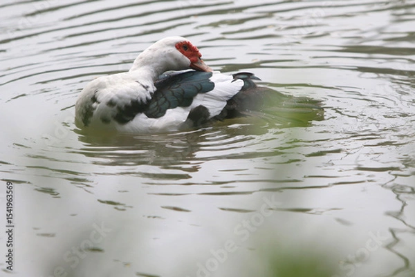 Fototapeta Muscovy Duck: A muscovy duck with distinctive red facial wattles, pristine feathers, and striking black and white markings floats serenely upon the tranquil surface of a calm pond.