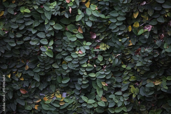 Fototapeta Green Foliage Wall: A close-up, eye-level view reveals a mesmerizing tapestry of lush green leaves, creating a textured wall of nature's artistry. 