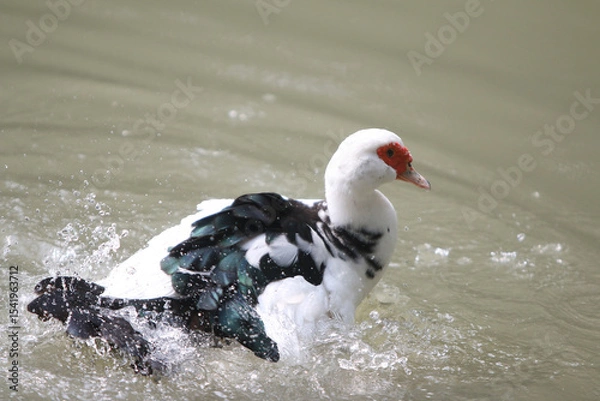 Fototapeta Water Duck: A stunning water duck with its distinct markings and vibrant red facial features creates a beautiful moment as it plays in the clear water, a perfect representation of nature.