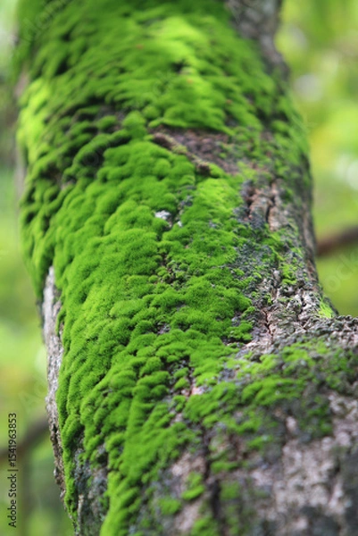 Obraz Moss-covered Tree Trunk: A tree trunk enveloped in vibrant green moss, adding a lush, soft texture to the rugged bark in a misty, enchanted forest.