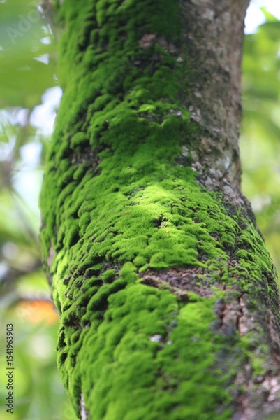 Fototapeta Lush Moss-Covered Tree: A close-up view of a tree trunk enveloped in a vibrant carpet of green moss, revealing the intricate textures of nature's embrace.