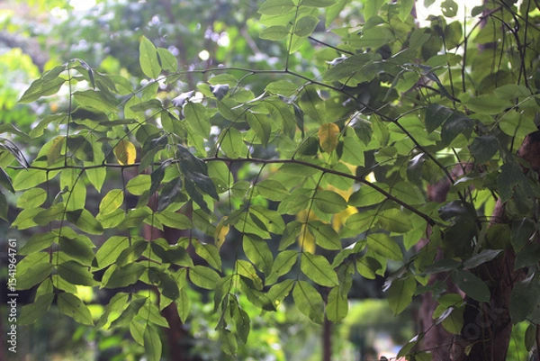 Fototapeta Lush Green Foliage: Sunlight filters through a vibrant canopy of green leaves, creating a tranquil and serene atmosphere.  The leaves are rich in color and texture.