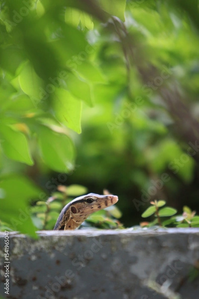 Fototapeta Monitor Lizard in Garden: A monitor lizard peeks from behind foliage, showcasing its intricate scales and watchful gaze. The vibrant green backdrop enhances the reptile's natural camouflage. 