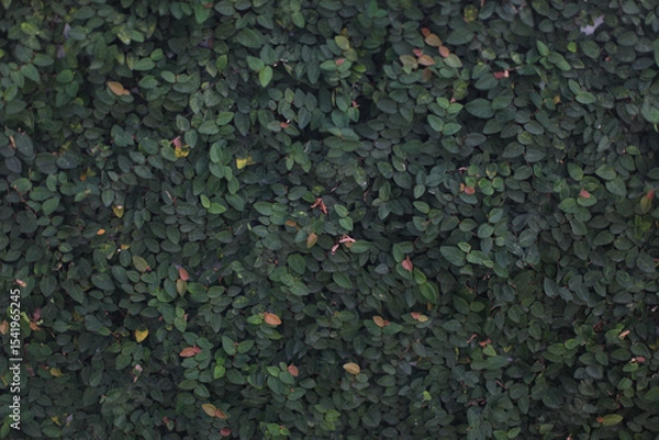 Fototapeta Emerald Embrace: A dense tapestry of vibrant green leaves, creating a lush and inviting wall of natural beauty.