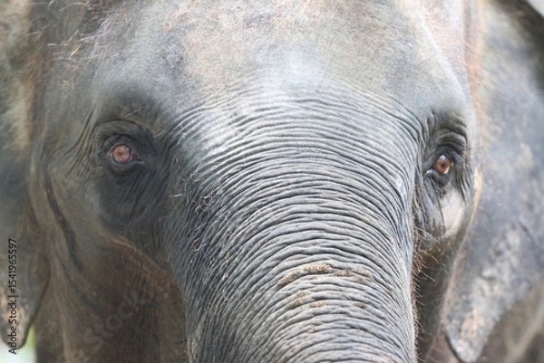 Fototapeta Majestic Elephant Portrait: A close-up of an elephant's serene gaze, its textured skin and expressive eyes reveal a deep connection to nature, capturing the essence of the animal's quiet strength.