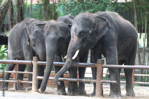 Fototapeta Elephant Herd behind Fence: A captivating image of a small herd of majestic elephants standing peacefully behind a wooden fence, showcasing their powerful presence and gentle nature.