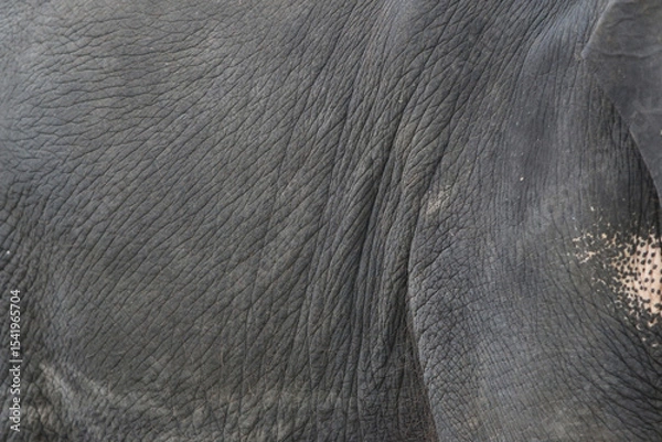 Fototapeta Elephant's Textured Hide: A close-up photograph showcases the intricate texture of an elephant's skin, revealing the deep wrinkles and rugged surface of the animal's hide.