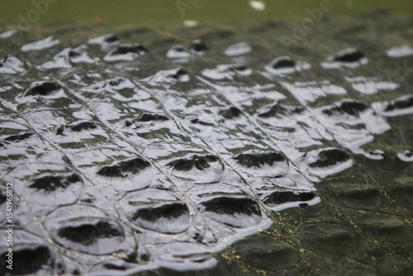 Fototapeta Close-Up on a Crocodile's armored Hide: A captivating close-up showcases the intricate and textured armored hide of a crocodile, revealing the reptile's impressive natural defense system.