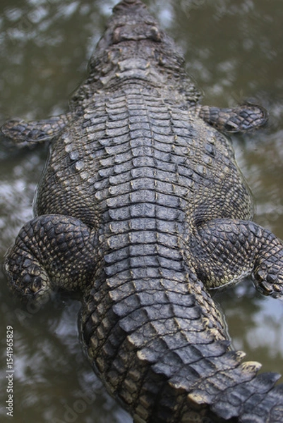 Fototapeta Reptilian Majesty: A striking top-down view captures the textured scales of a large crocodile floating in murky water, showcasing the raw power and prehistoric beauty of this apex predator.