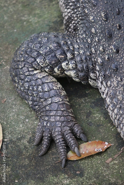 Fototapeta Reptilian Detail: A captivating close-up reveals the intricate texture and form of the scaly leg and clawed foot of an amphibian, offering a glimpse into the primal world of herpetology.