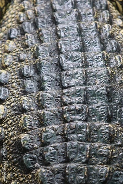Fototapeta Crocodile Texture: Close-up capture of a crocodile's textured skin, revealing the intricate patterns and rugged surface of this ancient reptile.