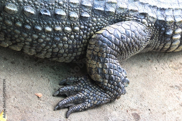 Fototapeta Crocodile Leg Texture: Close-up view of a crocodile's powerful leg, showcasing the intricate texture and pattern of its scales.  The dark, leathery skin displays a unique and captivating design. 