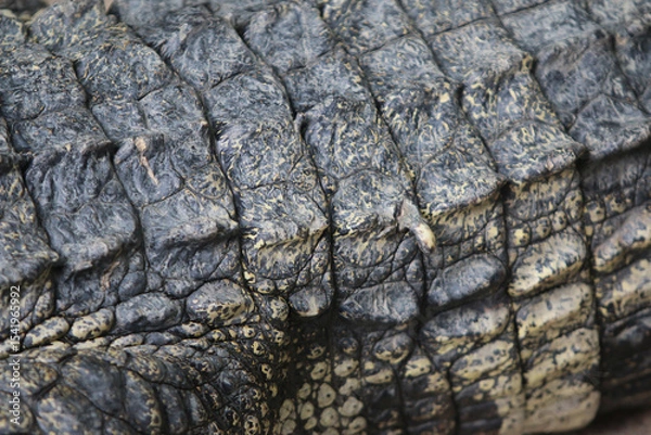Fototapeta Crocodile Skin Texture: A close-up shot reveals the rugged texture of crocodile skin, highlighting its intricate patterns and tough, leathery surface.