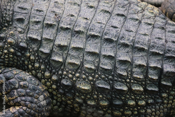 Fototapeta Textured Crocodile Skin: An intimate view of a crocodile's skin, revealing its rugged texture, intricate scale patterns, and reptilian nature, showcasing nature's artistry.