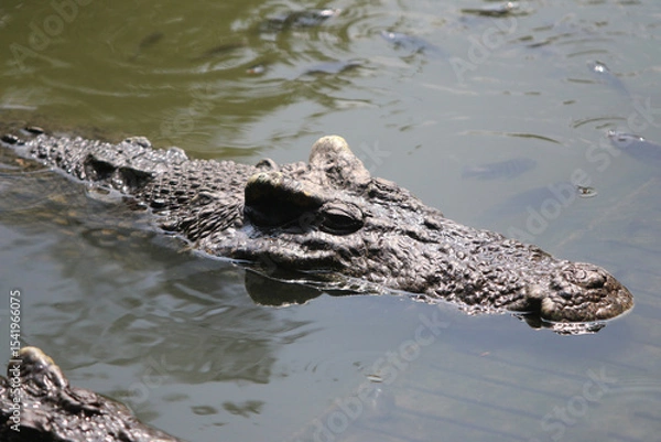 Fototapeta Crocodile in Water: A formidable crocodile, a symbol of strength and survival, navigates the murky waters of its habitat, capturing the raw essence of the wild.