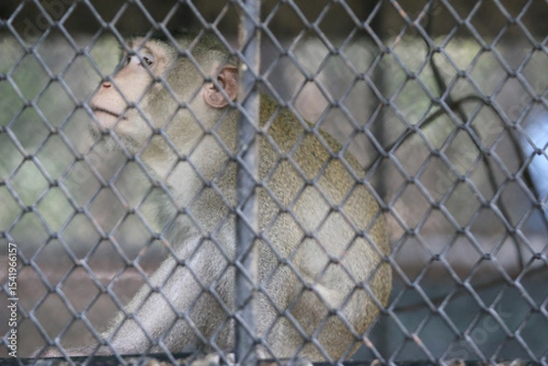 Fototapeta Confined Thought: A monkey in a cage, appearing to be deep in thought, captured in a poignant photograph.