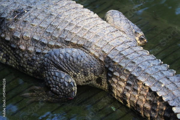 Fototapeta Crocodile Tail Texture: Close-up view of a crocodile's powerful tail, showcasing the intricate texture and pattern of its scales. The dark, textured scales show the animal's robust nature. 