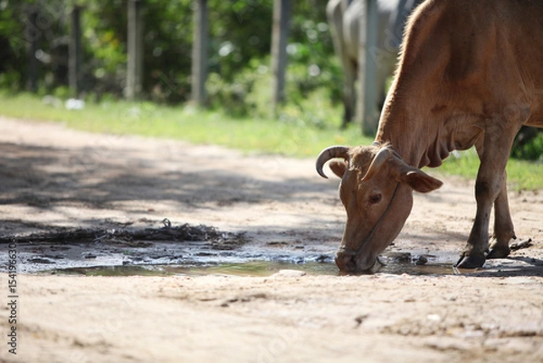 Fototapeta Rural Cow on the Road: A close-up view of a cow, head bent, drinking from a puddle on a dusty road. This image captures a moment of rural life.