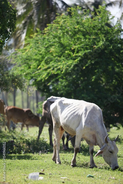 Fototapeta Serene Cattle Grazing in a Lush Green Pasture: Cattle quietly graze in a sun-drenched meadow under the gentle shade of towering trees.