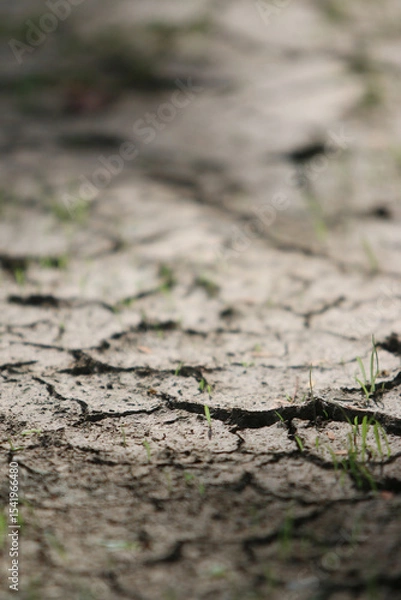 Fototapeta Dry Cracked Earth: Close-up view of parched earth with deep cracks, showcasing the impact of drought and aridity. Tiny blades of grass stubbornly sprout amidst the cracks, symbolizing resilience. 