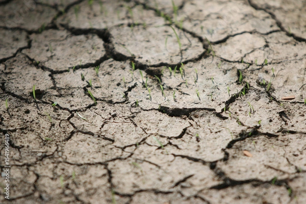 Fototapeta Cracked Earth: A close-up perspective on parched earth, revealing a network of fissures, evoking a sense of aridity and the impact of drought. 