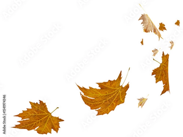 Fototapeta leaves leaf autumn falling - 3d rendering