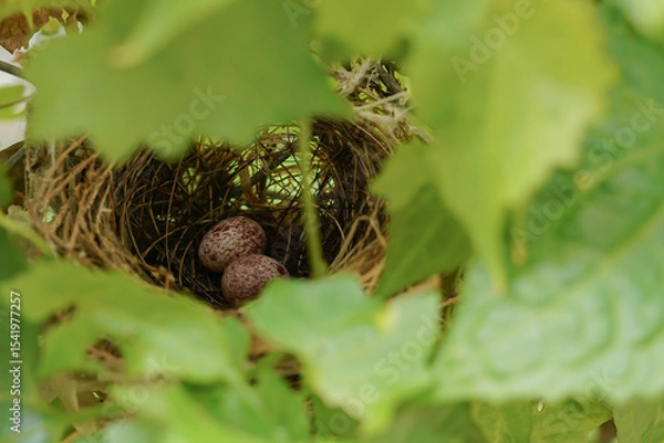 Fototapeta Two small bird eggs rest gently in nest, tucked in nature quiet glimpse into new life and the care of a bird's natural habitat.