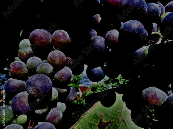 Obraz Grapes at Night