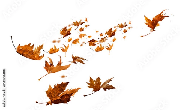 Fototapeta leaf leaves isolated autumn winter season background falling fall platanus tree wid air w