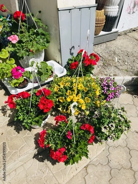 Obraz Colorful hanging flower arrangements in a small gardening business