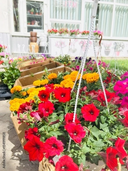 Obraz Colorful hanging flower arrangements in a small gardening business