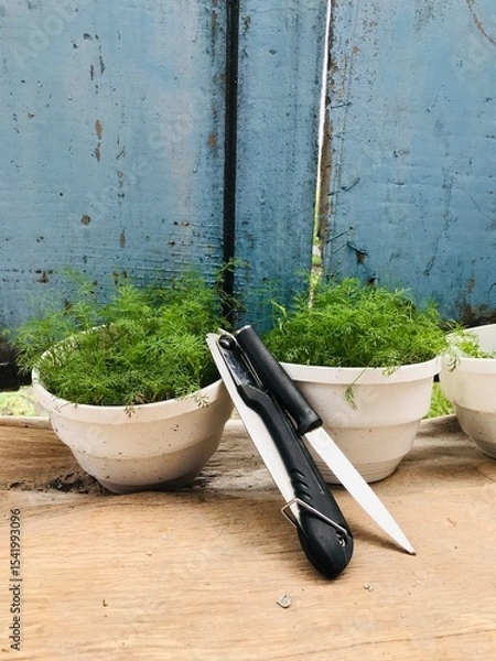 Obraz Herb garden setup with pots and gardening tools at home