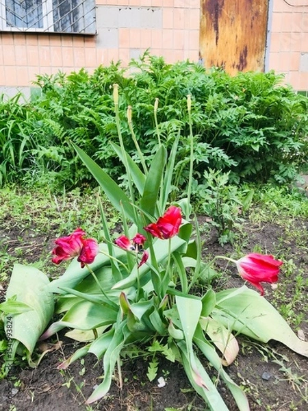 Obraz Bright red tulips blooming in a garden during spring season
