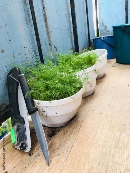 Obraz Herbs growing in white pots on wooden table in greenhouse