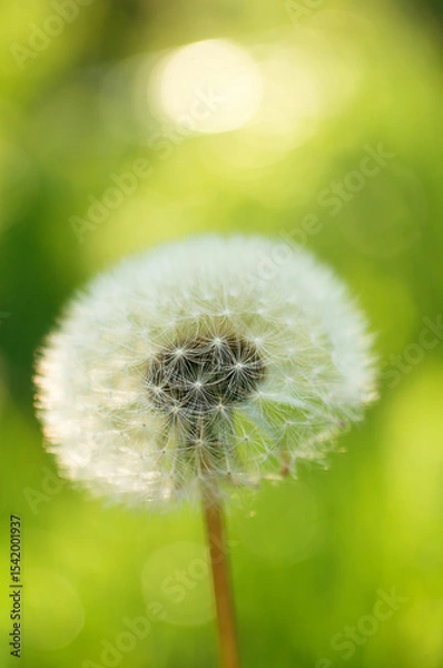 Fototapeta Ripe dandelion on a sunny day against the background of green grass