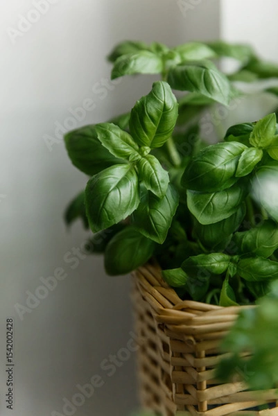 Fototapeta Fresh Basil Leaves Wicker Basket Indoors