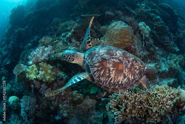 Obraz A Green sea turtle swims along a reef wall in Wakatobi National Park, Indonesia. This remote area is a popular destination for scuba diving and snorkeling due to its incredible marine biodiversity.