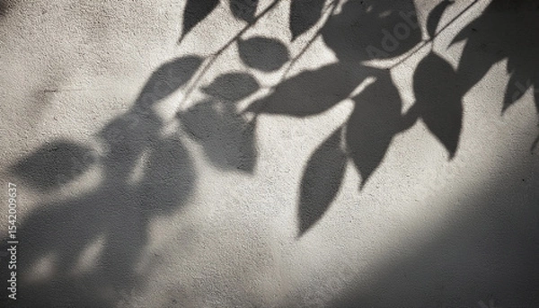 Obraz leaf shadows on a cement background illustration